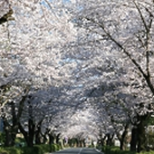 北桜通り・南桜通り