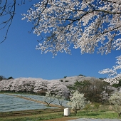 野土山