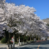 宝登山参道沿いの桜