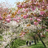 長瀞通り抜けの桜